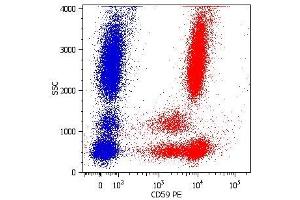 Surface staining of human peripheral blood cells with anti-human CD59 (MEM-43) PE. (CD59 anticorps  (FITC))