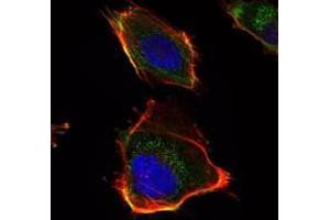Immunofluorescence analysis of U251 cells using HAS1 antibody (green).