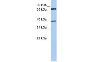 MPP5 antibody used at 1 ug/ml to detect target protein. (MPP5 anticorps)