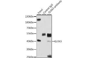Immunoprecipitation analysis of 200 μg extracts of HeLa cells, using 3 μg GLRX3 antibody (ABIN6129752, ABIN6141153, ABIN6141155 and ABIN6221599). (GLRX3 anticorps  (AA 1-335))