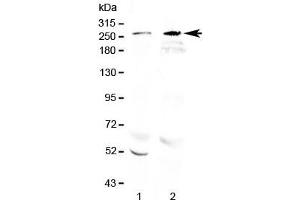 Western blot testing of 1) rat brain and 2) mouse brain lysate with RanBP2 antibody at 0. (RANBP2 anticorps  (AA 3018-3057))