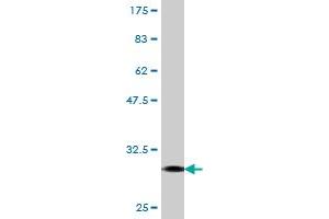 Western Blot detection against Immunogen (30. (FPR2 anticorps  (AA 163-205))