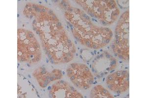 IHC-P analysis of Kidney tissue, with DAB staining. (LAMC2 anticorps  (AA 187-415))
