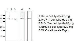 Western Blotting (WB) image for anti-Ras-Related GTP Binding C (RRAGC) (full length) antibody (ABIN2452103) (GTR2 anticorps  (full length))