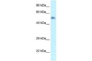 Western Blot showing Zfp472 antibody used at a concentration of 1. (Zfp472 anticorps  (N-Term))