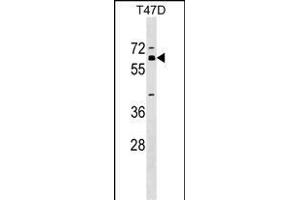 ZN Antibody (Center) (ABIN1537948 and ABIN2849452) western blot analysis in T47D cell line lysates (35 μg/lane). (ZNF554 anticorps  (AA 172-198))