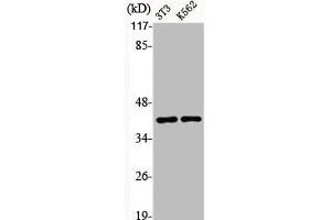 Western Blot analysis of NIH-3T3 K562 cells using Aldolase A Polyclonal Antibody
