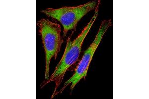 Immunofluorescent analysis of 4 % paraformaldehyde-fixed, 0.