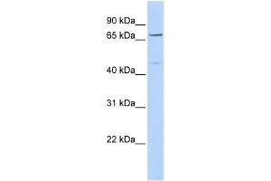 WB Suggested Anti-KLHL15 Antibody Titration: 0. (KLHL15 anticorps  (Middle Region))