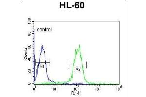 GZMB Antibody (C-term) (ABIN390496 and ABIN2840855) flow cytometric analysis of HL-60 cells (right histogram) compared to a negative control cell (left histogram). (GZMB anticorps  (C-Term))