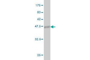 Western Blot detection against Immunogen (37.