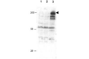 Image no. 1 for anti-Anaphase Promoting Complex Subunit 1 (ANAPC1) (AA 351-359), (pSer355) antibody (ABIN401294) (APC1 anticorps  (pSer355))