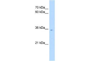 WB Suggested Anti-POU6F1 Antibody Titration:  0. (POU6F1 anticorps  (N-Term))