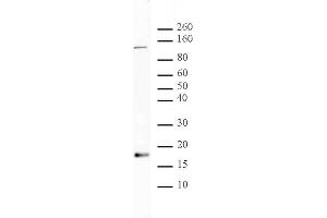 Histone H3 acetyl Lys56 antibody tested by Western blot. (Histone 3 anticorps  (H3K56ac))