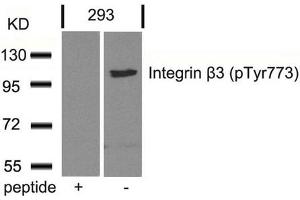 Western blot analysis of extracts from 293 cells using Integrin b3(Phospho-Tyr773) Antibody and the same antibody preincubated with blocking peptide. (Integrin beta 3 anticorps  (pTyr773))