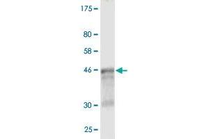 Western Blot detection against Immunogen (50.