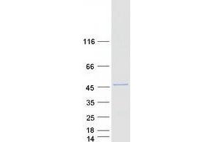 Validation with Western Blot