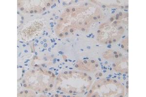 IHC-P analysis of Human Tissue, with DAB staining. (GTF2A1 anticorps  (AA 2-274))