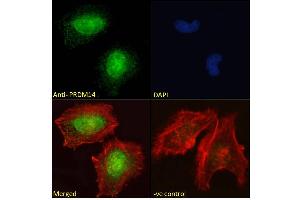 ABIN625828 Immunofluorescence analysis of paraformaldehyde fixed HeLa cells, permeabilized with 0. (PRDM14 anticorps  (AA 414-427))