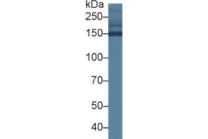 Western blot analysis of Mouse Serum, using Mouse COL2a1 Antibody (1. (COL2A1 anticorps  (AA 1307-1383))