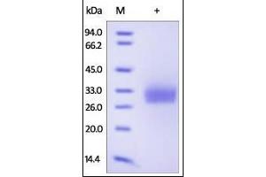 Human CD40, His Tag on SDS-PAGE under reducing (R) condition.