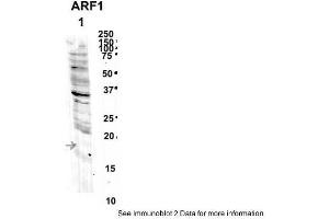Sample Type: 1. (ARF1 anticorps  (Middle Region))