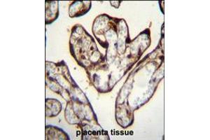 PYGO1 Antibody immunohistochemistry analysis in formalin fixed and paraffin embedded human placenta tissue followed by peroxidase conjugation of the secondary antibody and DAB staining. (PYGO1 anticorps  (C-Term))