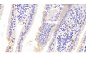 Detection of CHGA in Mouse Colon Tissue using Polyclonal Antibody to Chromogranin A (CHGA)