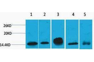 Western Blotting (WB) image for anti-Histone H2B antibody (ABIN3181232) (Histone H2B anticorps)