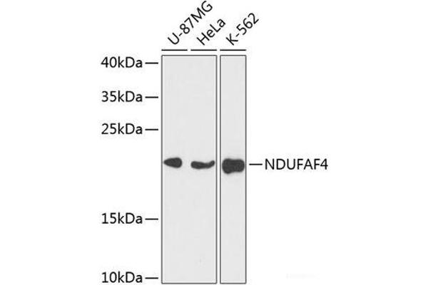 NDUFAF4 anticorps