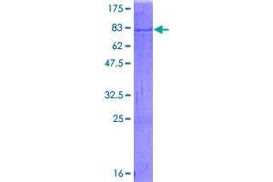 Image no. 1 for serine Hydroxymethyltransferase 2 (Mitochondrial) (SHMT2) (AA 1-504) protein (GST tag) (ABIN1319955)