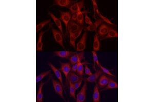 Immunofluorescence analysis of NIH/3T3 cells using VEGFA Rabbit pAb (ABIN6133961, ABIN6150085, ABIN6150087 and ABIN6213765) at dilution of 1:150 (40x lens).