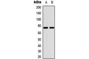 Western blot analysis of PIAS4 expression in HepG2 (A), HeLa (B) whole cell lysates. (PIAS4 anticorps  (C-Term))