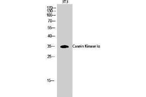 Western Blotting (WB) image for anti-Casein Kinase 1, alpha 1 (CSNK1A1) (Ser2808) antibody (ABIN3174174) (CSNK1A1 anticorps  (Ser2808))