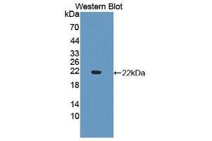 Western Blotting (WB) image for anti-Cytochrome P450, Family 3, Subfamily A, Polypeptide 4 (CYP3A4) (AA 344-497) antibody (ABIN1867496) (CYP3A4 anticorps  (AA 344-497))