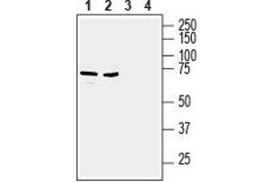 Western blot analysis of mouse (lanes 1 and 3) and rat (lanes 2 and 4) brain lysates: - 1,2.