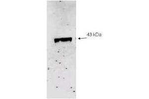 Western blot analysis using  Immunochemical's Affinity Purified anti-Neu2 antibody to detect recombinant His tagged Neu-2 (1.