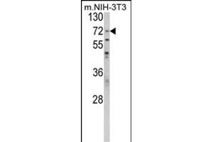 Western blot analysis of BPC1 Antibody (Center) (ABIN389462 and ABIN2839528) in NIH-3T3 cell line lysates (35 μg/lane). (PABP anticorps  (AA 250-279))