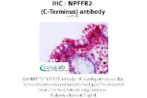 Image no. 1 for anti-Neuropeptide FF Receptor 2 (NPFF2) (C-Term) antibody (ABIN1737471) (NPFFR2 anticorps  (C-Term))