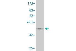 Western Blot detection against Immunogen (39.