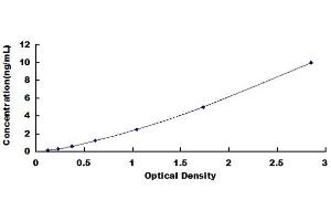 Autophagy Related 12 (ATG12) ELISA Kit