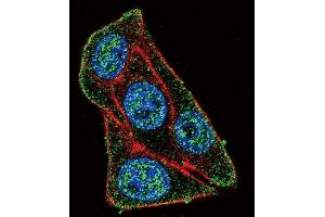 Confocal immunofluorescent analysis of X6- Antibody (ABIN652261 and ABIN2841119) with Hela cell followed by Alexa Fluor 488-conjugated goat anti-rabbit lgG (green).