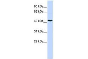Image no. 1 for anti-GATA Binding Protein 1 (Globin Transcription Factor 1) (GATA1) (AA 36-85) antibody (ABIN6741508) (GATA1 anticorps  (AA 36-85))