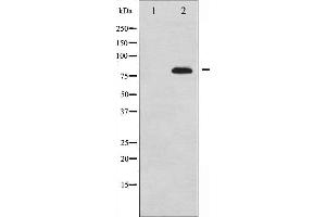 Western blot analysis of Synapsin expression in PMA treated 293 whole cell lysates,The lane on the left is treated with the antigen-specific peptide. (SYN1 anticorps  (N-Term))