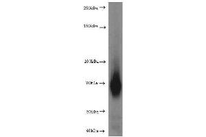 Western Blotting (WB) image for anti-Hepatic and Glial Cell Adhesion Molecule (HEPACAM) antibody (ABIN2932707) (HEPACAM anticorps)
