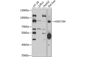 Western blot analysis of extracts of various cell lines, using HSD17B4 antibody (ABIN6131396, ABIN6142010, ABIN6142011 and ABIN6221780) at 1:1000 dilution. (HSD17B4 anticorps  (AA 437-736))