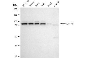 Western blotting analysis using CLPTM1 antibody (ABIN7798098). (Recombinant CLPTM1 anticorps)