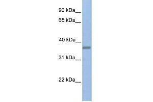 EMID1 antibody used at 1 ug/ml to detect target protein. (EMID1 anticorps  (C-Term))