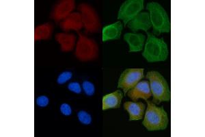 ABIN6259629 and ABIN6274633 staining Hela cells(45 min of heat-shock) by IF/ICC. (COX6C anticorps  (Internal Region))