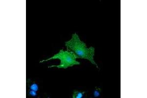 Immunofluorescence (IF) image for anti-Bridging Integrator 3 (BIN3) antibody (ABIN1496922)